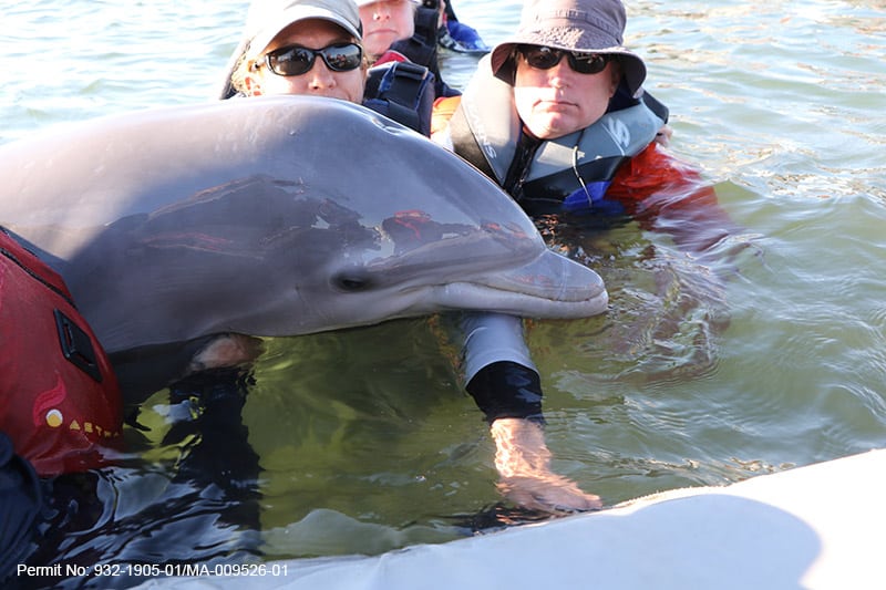 dolphin calf rescue