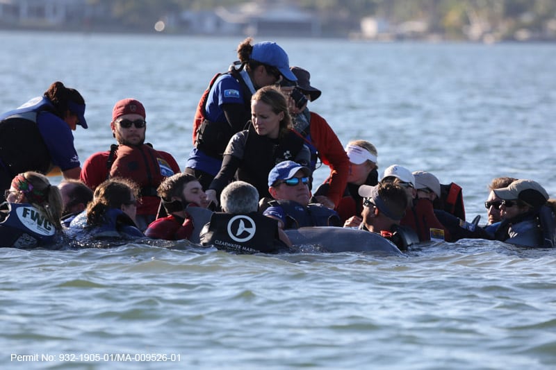 rescue teams in the water with dolphin calf