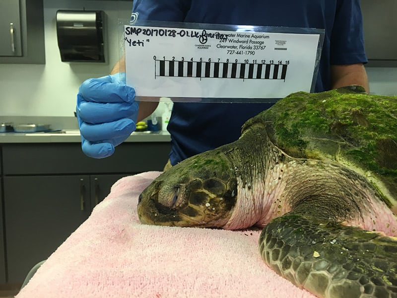 Yeti, a Kemp's ridley sea turtle hospital patient