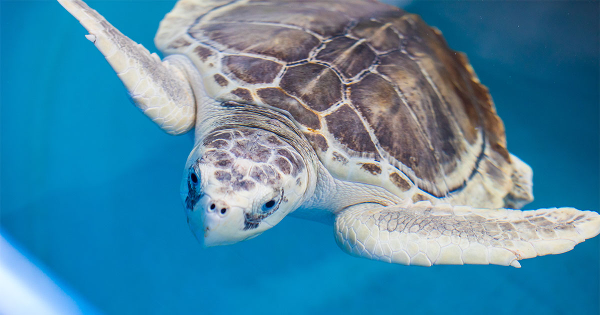 yeti kemps sea turtle swimming