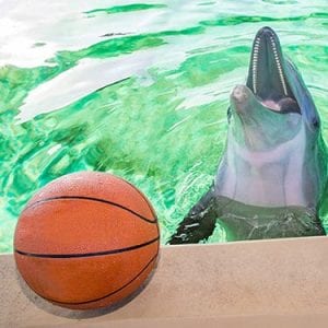 Nick the dolphin's basketball prediction