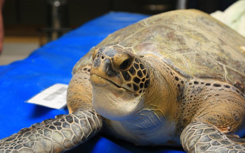 green sea turtle at sea turtle rehab center