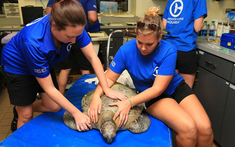 sea turtle rehab