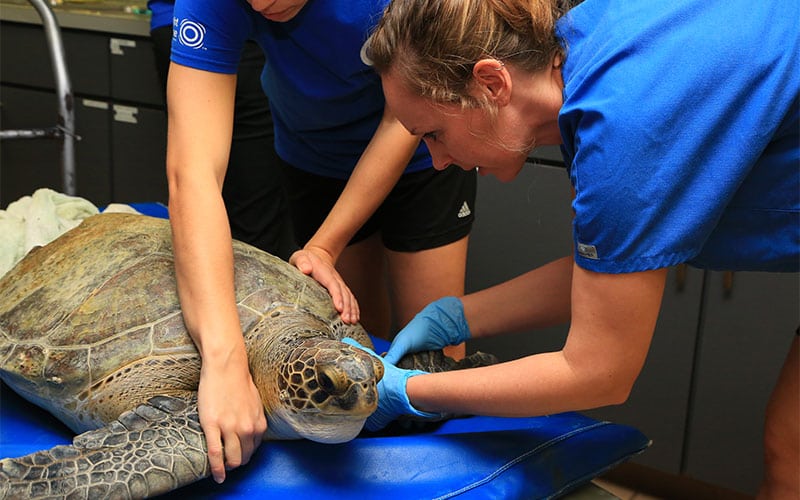 sea turtle triage