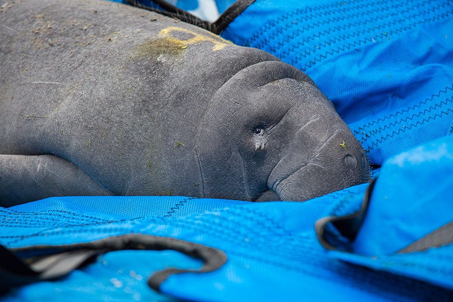 cyrstal river manatee rescue