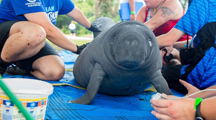 manatee rescued in Cyrstal River, Florida