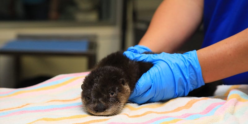 Otter kit Finnegan being held by vet