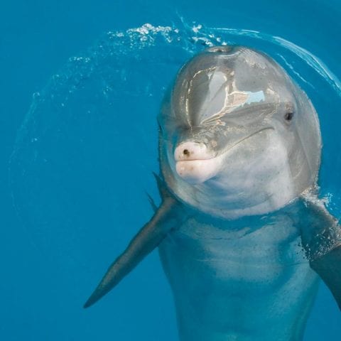 Panama the Dolphin