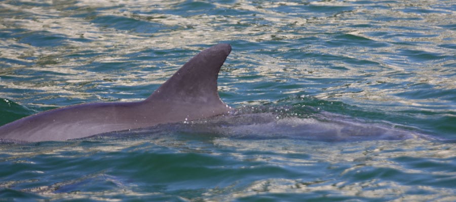 wild dolphin narrow dorsal fin