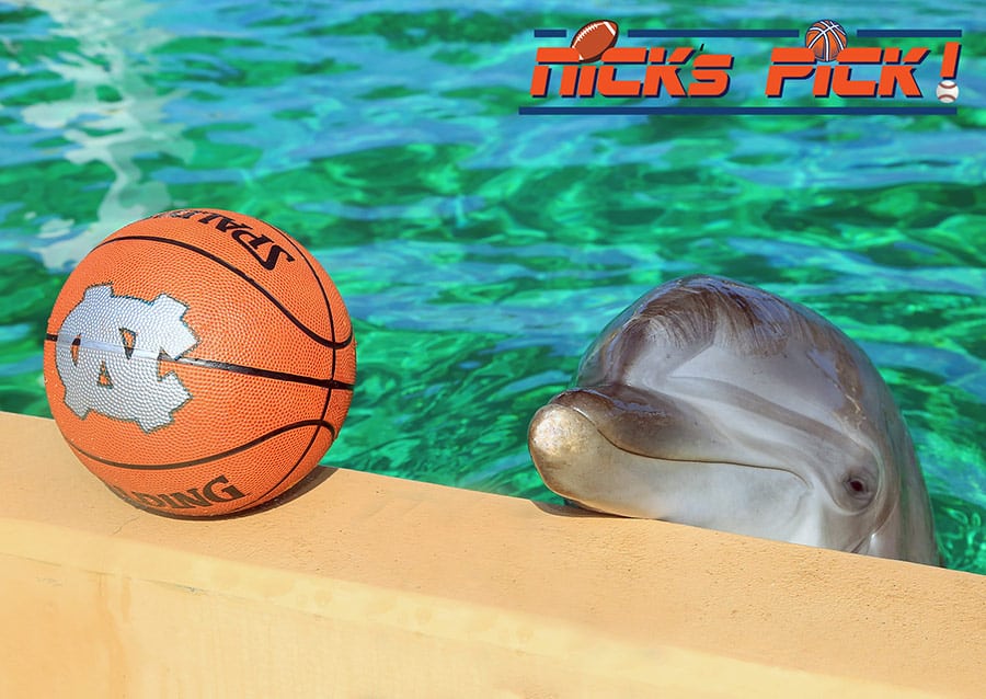 Nicholas the dolphin predicts Chiefs will win Super Bowl in Tampa