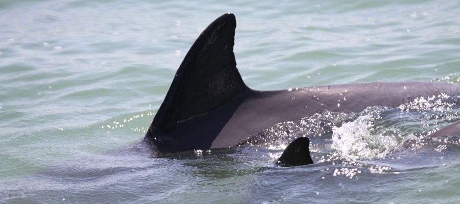 wild dolphin dorsal fins with nicks