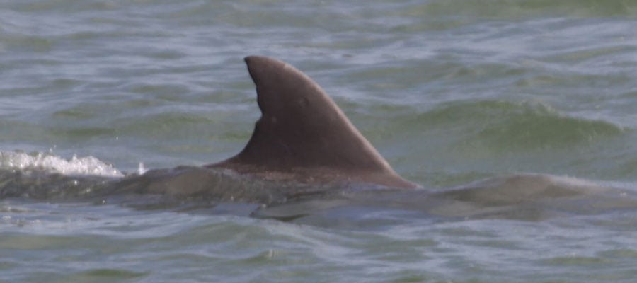 wild dolphin pointed dorsal fin