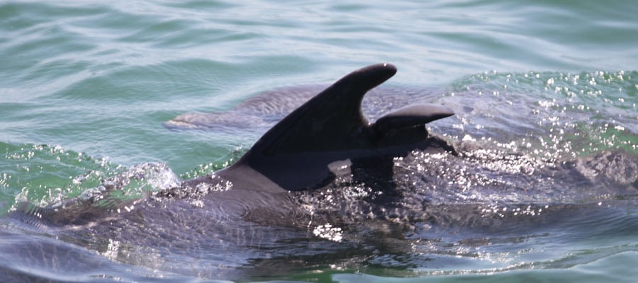 wild dolphin prop cut dorsal fins