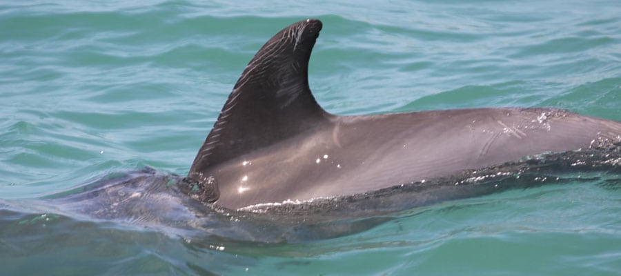 wild dolphin dorsal fin with rake marks