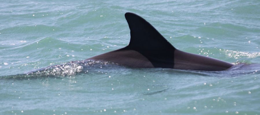 wild dolphin rounded dorsal fin