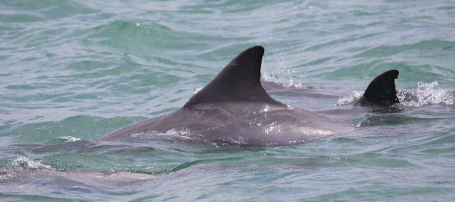 wide dolphin dorsal fins