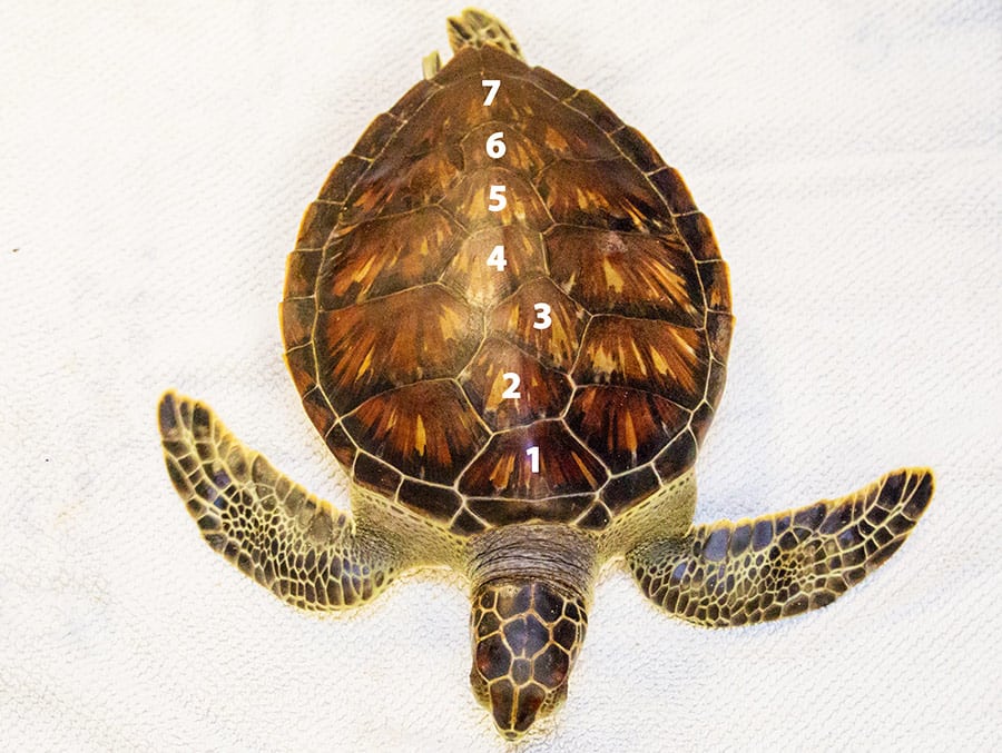 chex sea turtle with 7 scutes