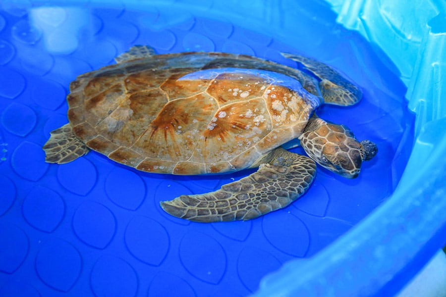 dinky donuts green sea turtle rehab pool