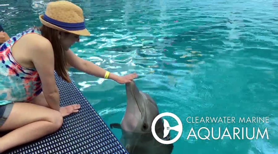 Maddi meets dolphins