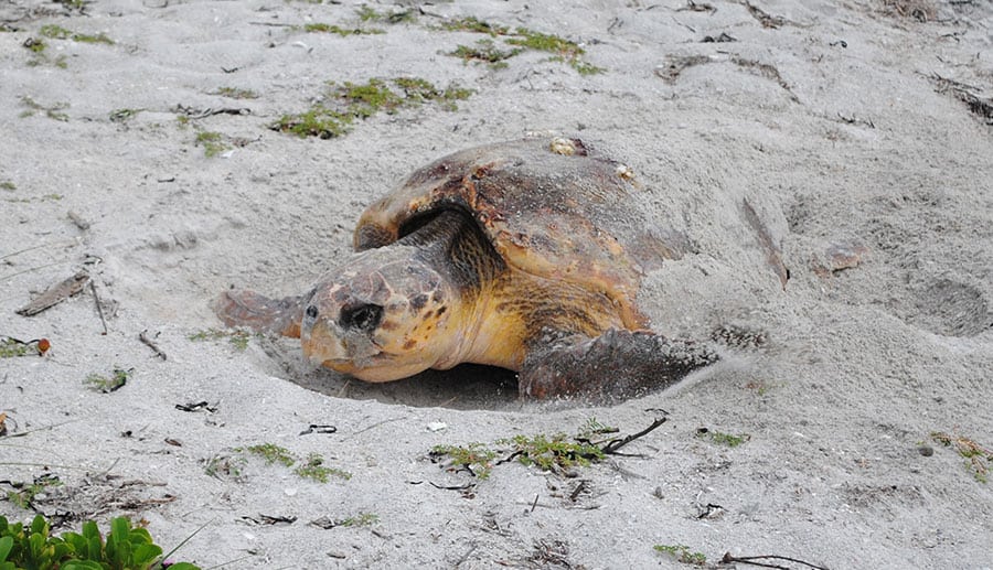 Nesting Loggerhead