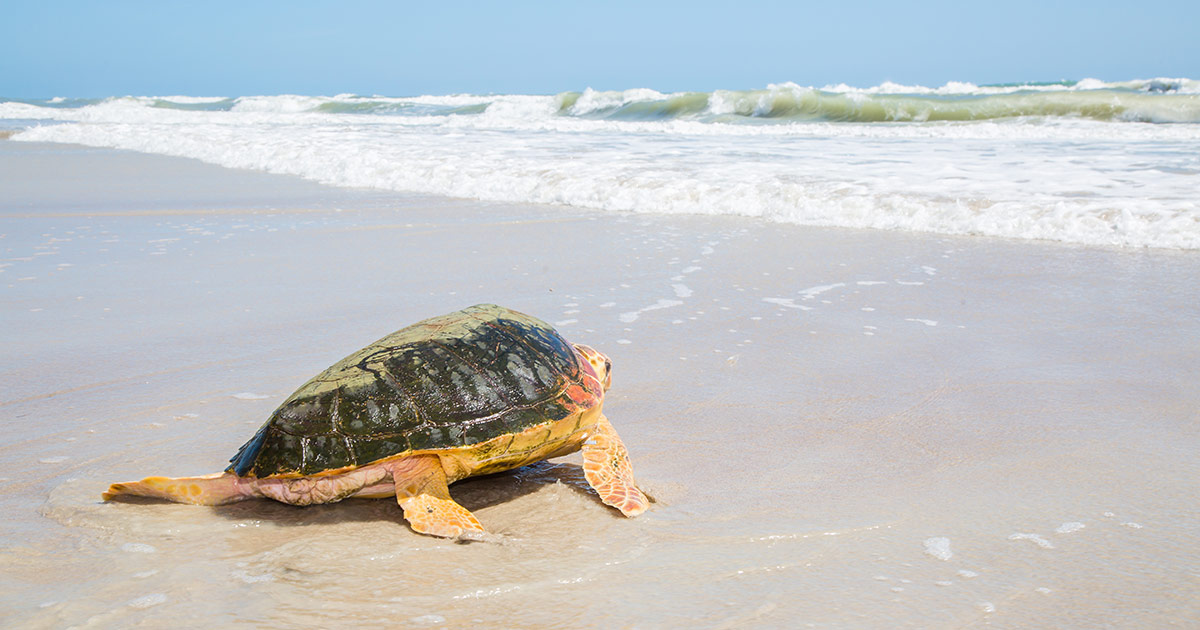 Alvin loggerhead sea turtle released on east coast of Florida