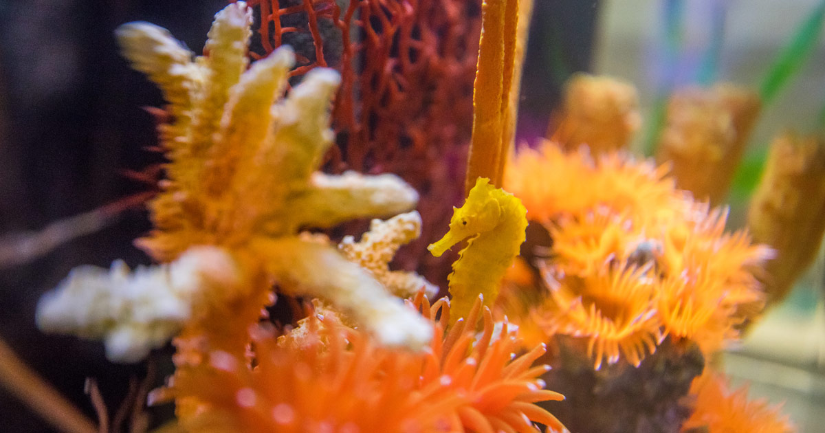 cheeto seahorse habitat