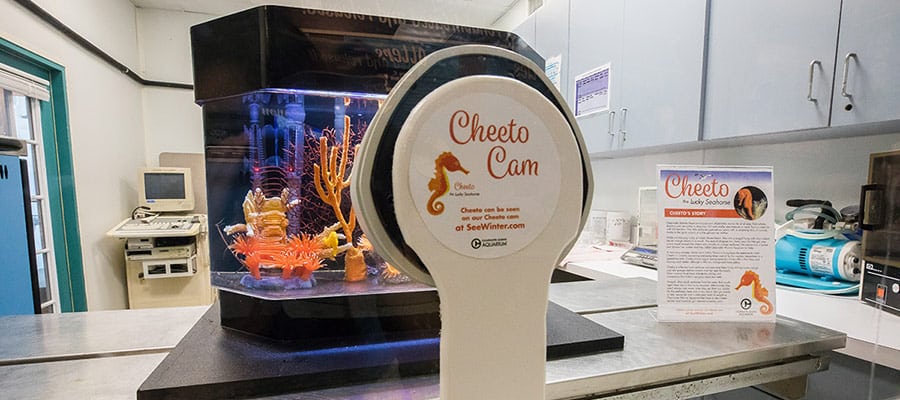 seahorse habitat cheeto cam