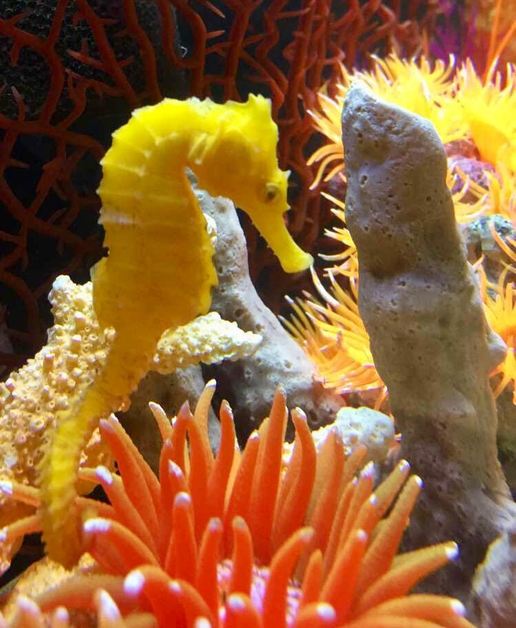 yellow lined seahorse in aquarium habitat