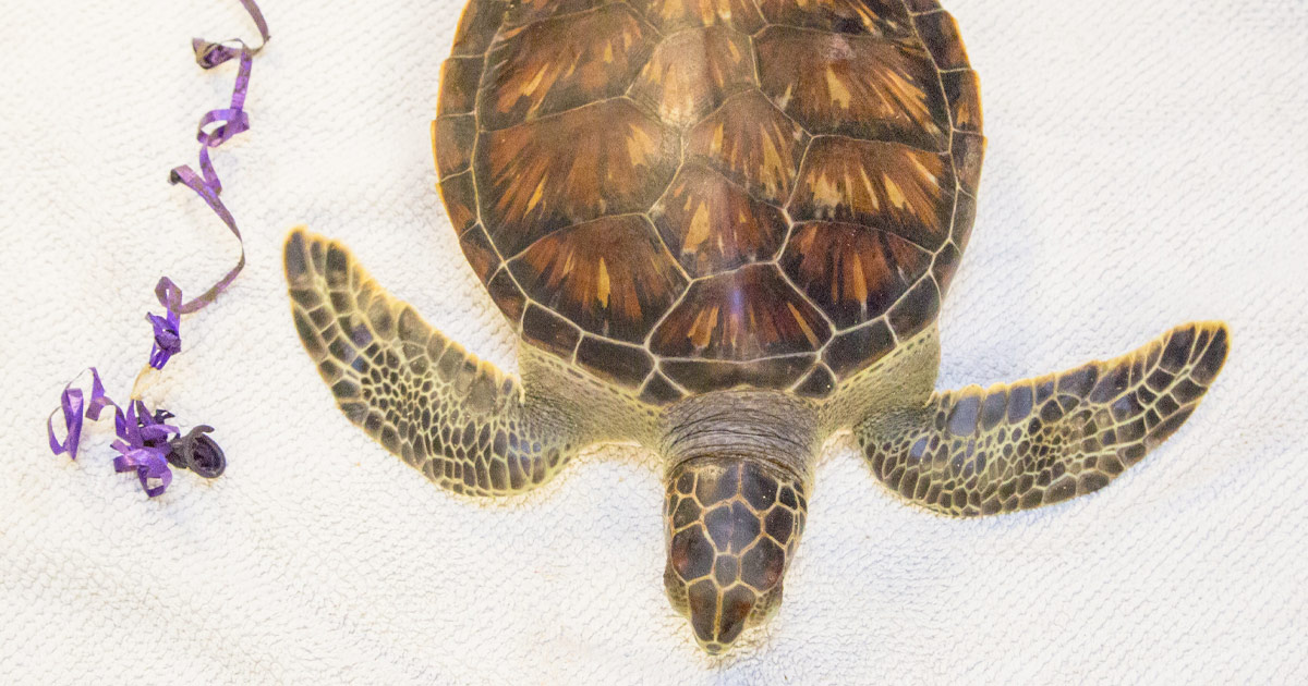 https://www.cmaquarium.org/app/uploads/2017/05/chex-seaturtle-balloon-1200x630.jpg