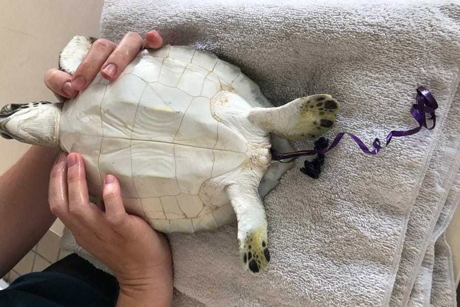 sea turtle balloon butt