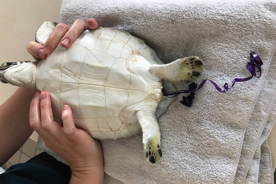 Why Are Plastic Straws So Bad for Sea Turtles?