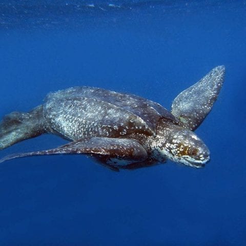 largest sea turtle