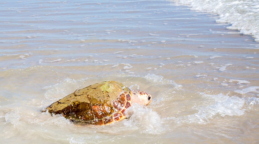 Simon loggerhead sea turtle released into the ocean