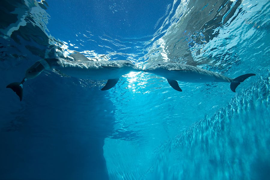 Live cams Clearwater Marine Aquarium