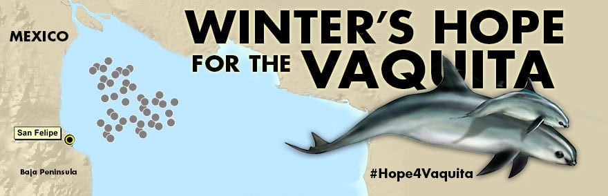 Winter's Hope for the Vaquita