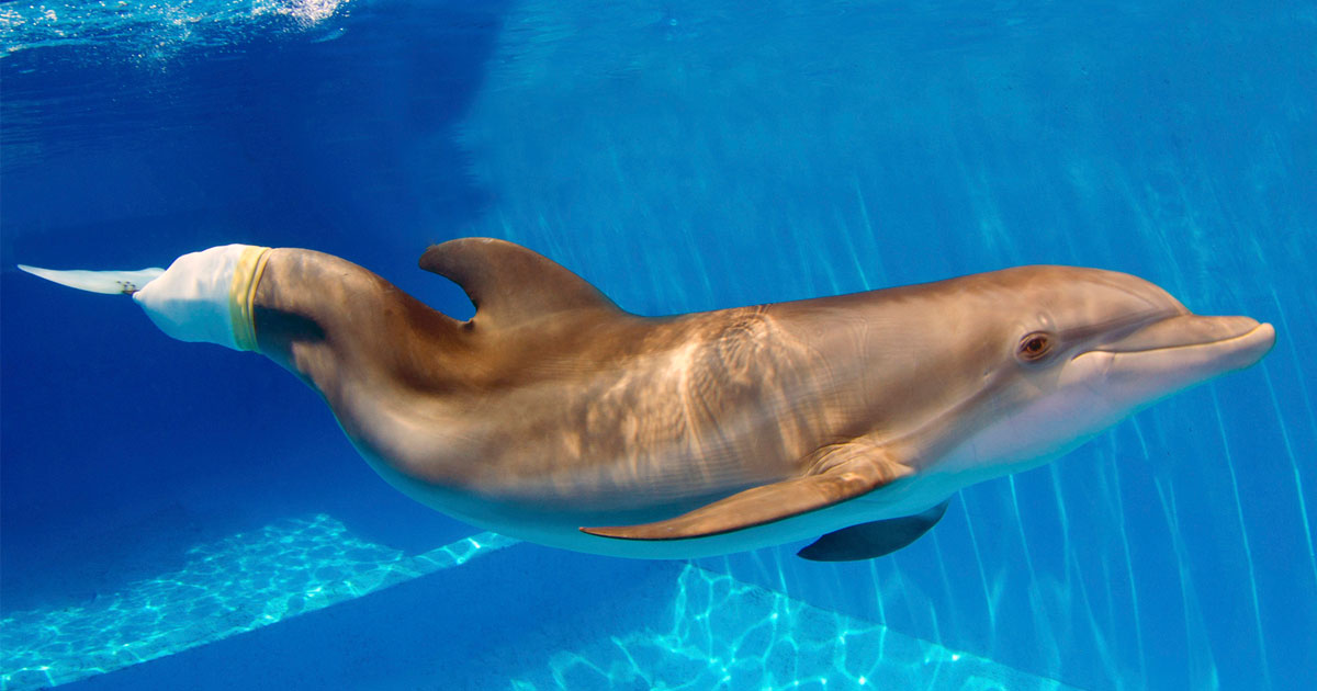 Clearwater Marine Aquarium | Florida's Marine Life Rescue Center