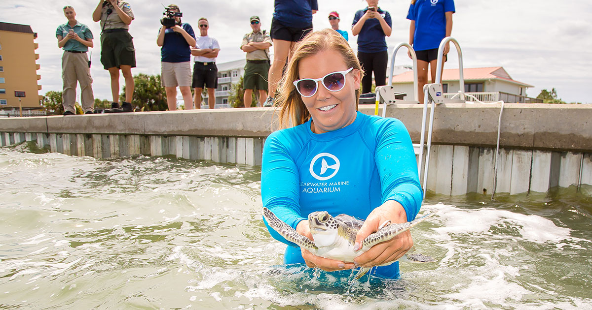 Chex green sea turtle release