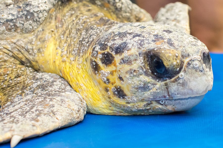 sea turtle rehab crackle