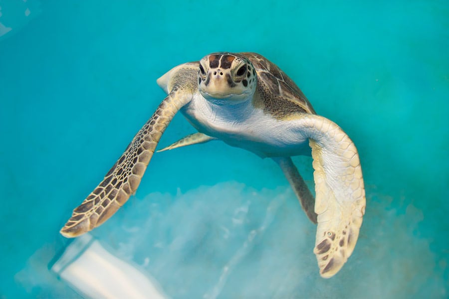 green sea turtle