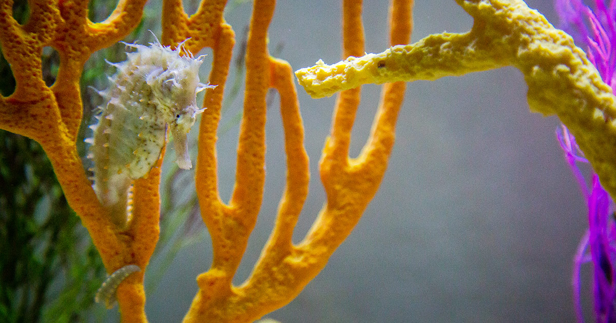 funyun seahorse habitat