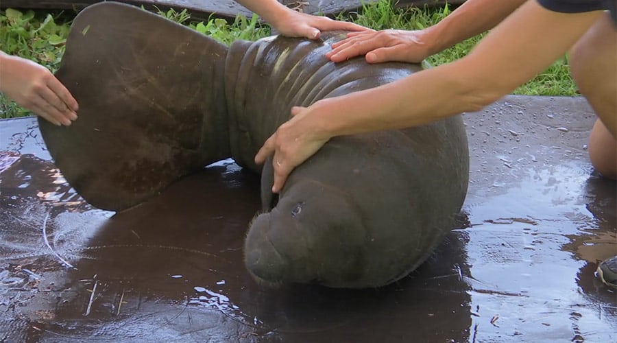 manatee calf rescue