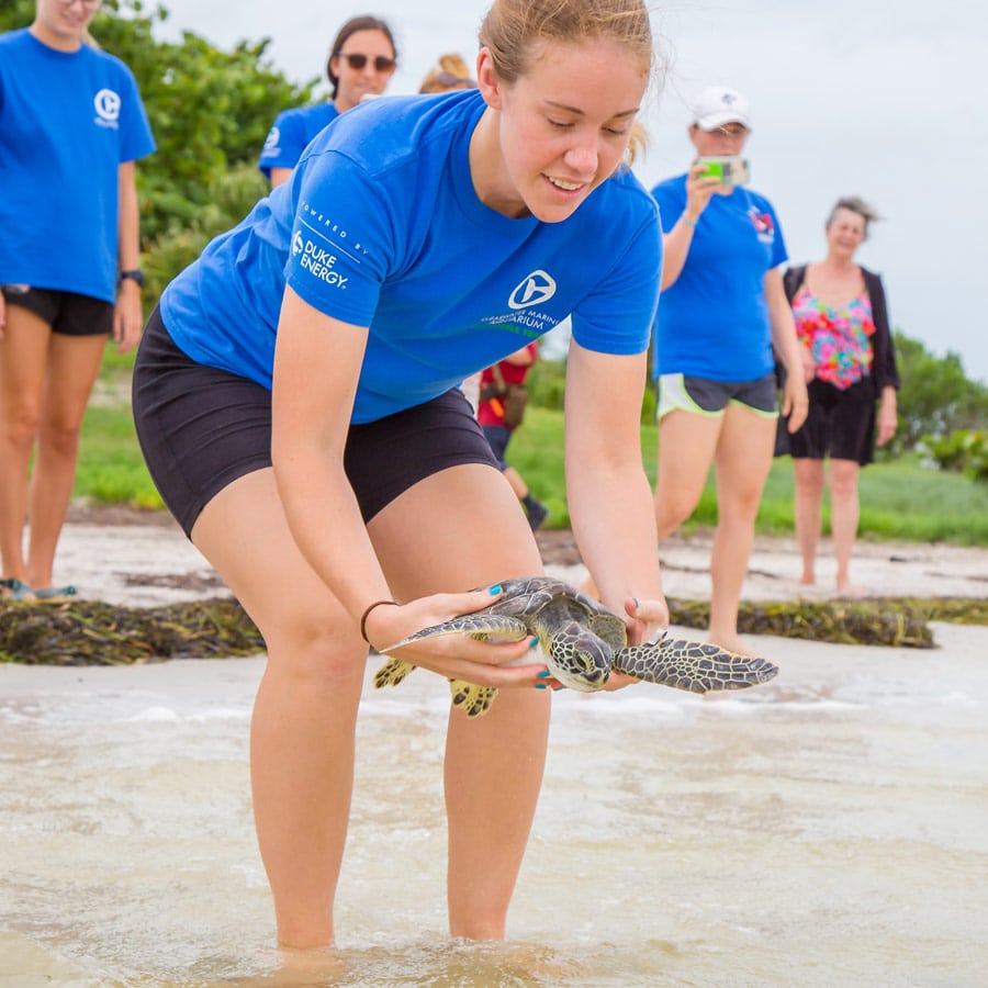 Pebbles green sea turtle release