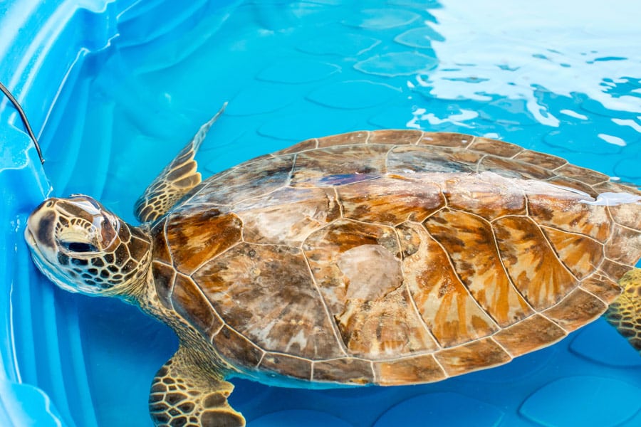 Pebbles sea turtle rehab