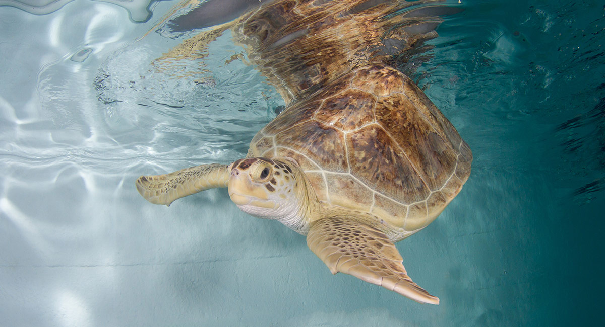 Ula sea turtle