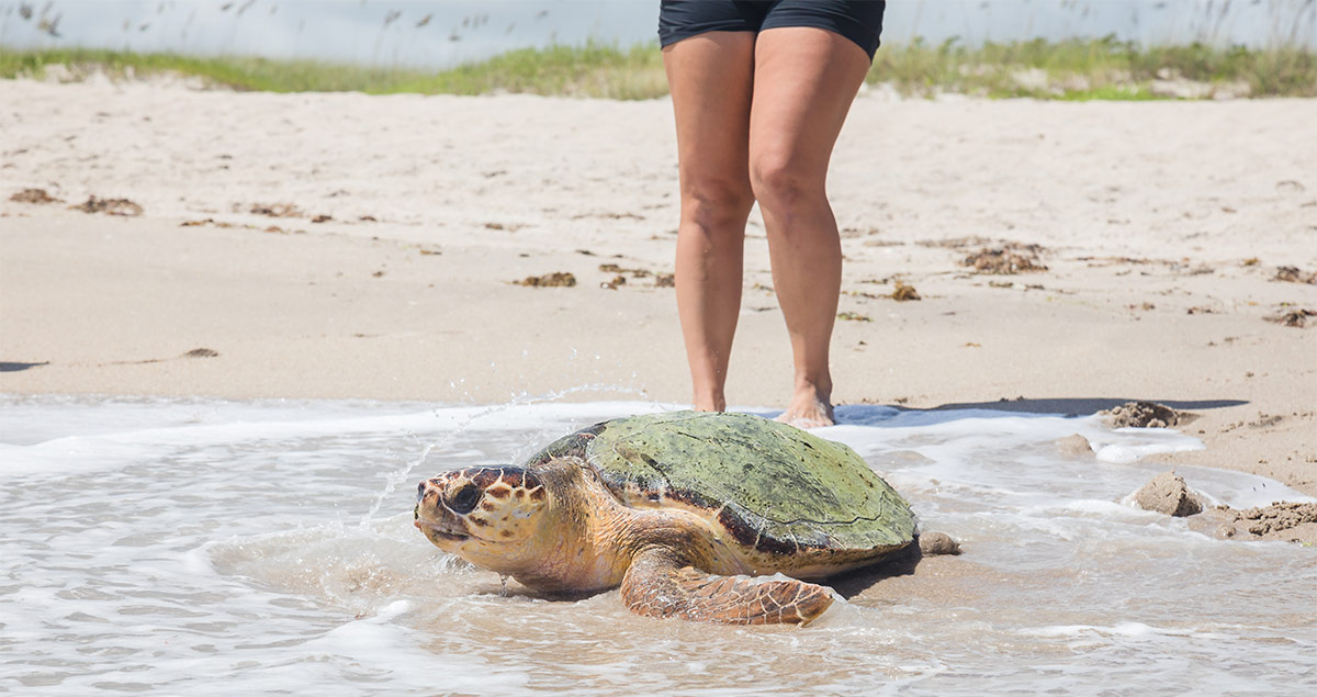 Crackle sea turtle release