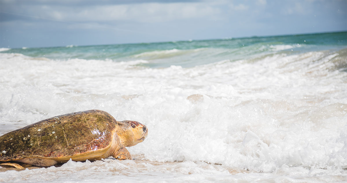 Golden Graham sea turtle release