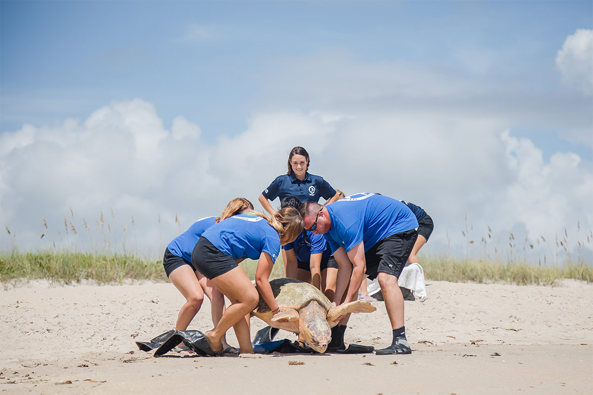 Golden Graham sea turtle team