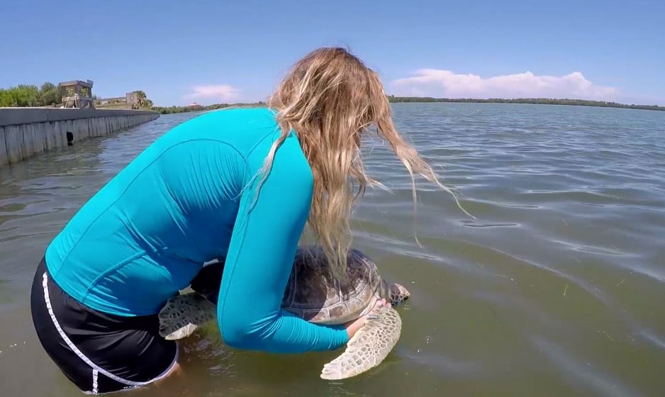 gryffindor sea turtle release