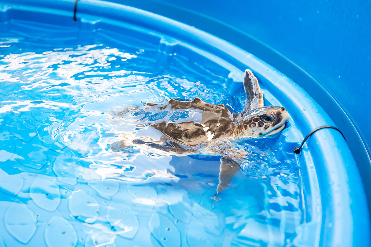 Fishing Gear Tips to Protect Sea Turtles - Clearwater Marine Aquarium