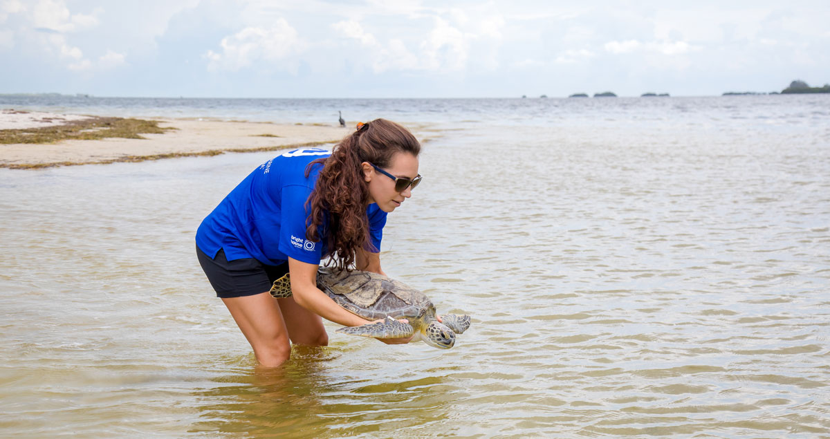 Quaker sea turtle release